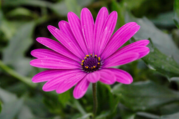 Obraz premium Acercamiento a los pétalos de bellas flores.