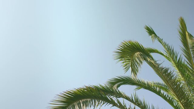 Looking up palm tree leaves moving in slow wind with clear blue sky - space for text - left side
