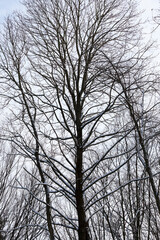 different types of bare deciduous trees without foliage