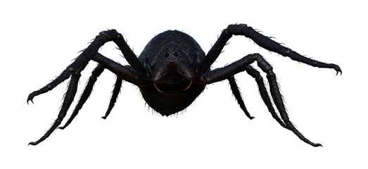 Illustration of the front view of a large black hairy spider walking forward isolated on a white background.