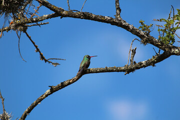 Un colibrí posando sobre una rama.