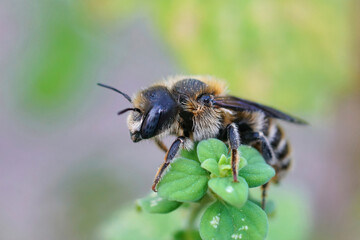 Closeup of a female of the rare Tridentate Small-Mason bee, Hoplitis tridentata