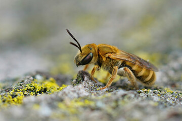 Closeup of a female of the golden furrow bee,  Halictus subauratus in the Gard, France