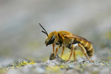 Closeup of a female of the golden furrow bee,  Halictus subauratus in the Gard, France