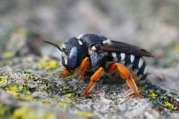 Closeup of a female of the colorful Reticulated Small-Woolcarder bee, Pseudoanthodium reticulatum form the Gard, FRance