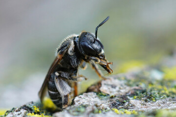 Closeup of a female of the common epualette - nomia bee, Pseudapis diversipes, sitting up on a...