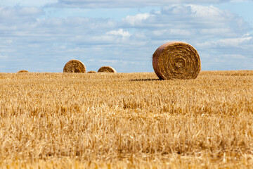 Fototapeta premium stubble from rye on a rural field