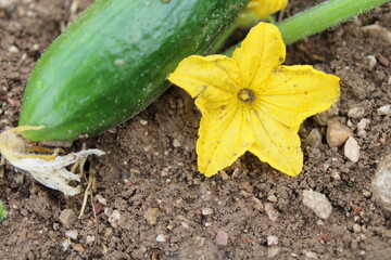 Obraz premium cucumber and cucumber flower in nature
