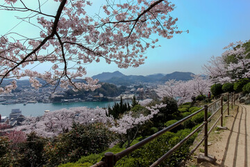 Cherry blossoms blooming in Okayama, Japan