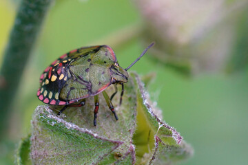 Closeup of a colorful green nymph of the Southern Green Stink Bug, Nezara virudula in the garden