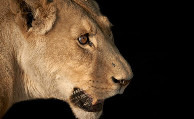 Side view close-up of a lioness head (Panthera leo) isolated on black background