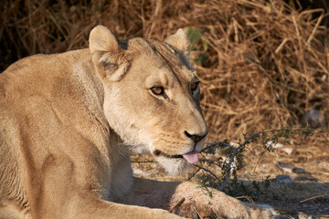 Fototapeta na wymiar Close-up of a wild female lion or lioness (Panthera leo) lying in the sun with tongue out in Namibia, Africa.