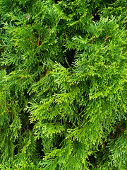 Green thuja tree branches, background.