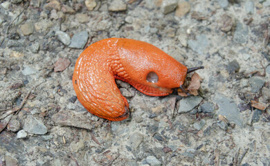 Nacktschnecke auf den Boden