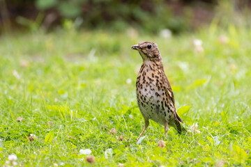 Song Thrush (Turdus Philomelos) standing upright on a grass lawn with an insect in its beak