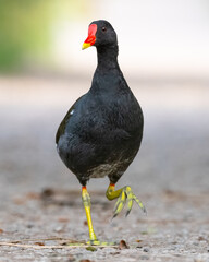 Moorhen (Gallinula Chloropus) walking on a path near a lake, England, UK. Portrait.
