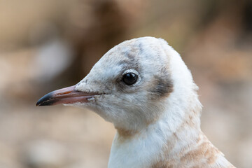 Juvenile Black Headed Gull (Chroicocephalus ridibundus) closeup of head or side profile