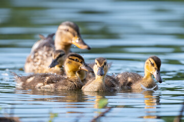 Mallard hen on water with three of her young ducklings