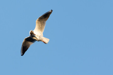 Black Headed Gull ("Seagull") in flight against blue sky looking back. Large space for copy or text, theme or concept.
