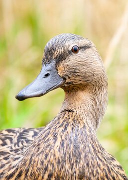 Portrait closeup image of a female mallard duck (Anas Platyrhynchos) also sometimes called a hen, with the bill covered in mud