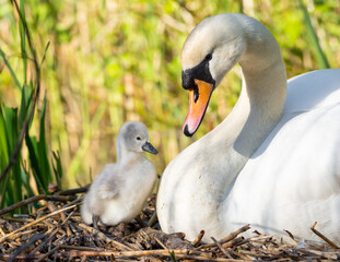 Mute swan parent with chick or cygnet in natural habitat