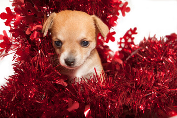 Close-up chihuahua puppy playing with red christmas tinsel on white background. Christmas concept.