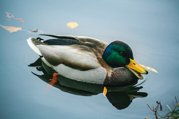 big fat duck on blue water. Mallard swims in blue pond water. Colorful water wildlife wallpaper.
