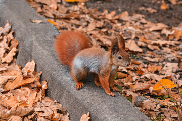Red squirrel cclose up with grey  fur preparing for winter. Pretty funny squirrel in city park. Autumn leaves cold day , forest wild animal