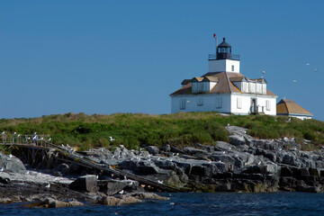 Fototapeta na wymiar Seabirds Around Egg Rock Lighthouse in Maine