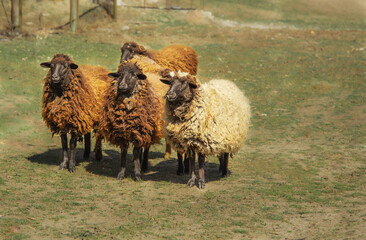 Obraz premium Large flock of sheep grazing on the lawn in sunny day. 