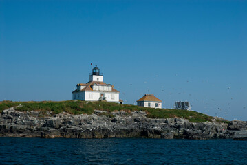 Fototapeta na wymiar Seagulls Flying Around Lighthouse in Acadia National Park in Maine