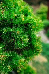 Pine tree forest background. Fir tree botanical wallpaper. Close up, soft focus of  green cone tree needles background.