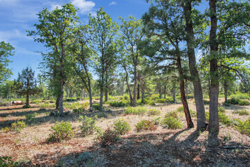 Obraz premium There are no recognizable people or property visible in the photos.