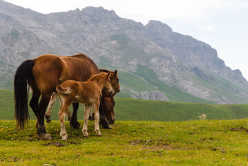 Fototapeta na wymiar herd of wild horses grazing peacefully and free on the mountain.