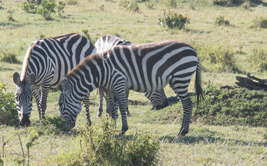 Zebras