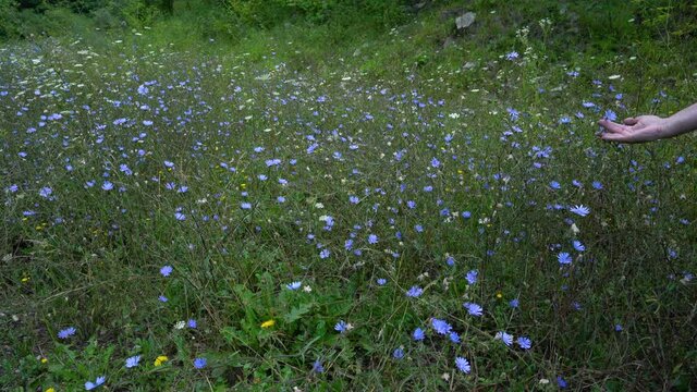 Field of Common Chicory in slight breeze (Cichorium intybus) - (4K)