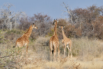 Three giraffes (Giraffa camelopardalis) in Etosha national park, Namibia, Africa. 