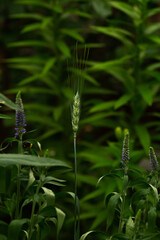 Green growing wheat sheaf in garden