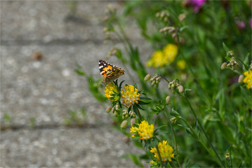Painted Lady (Vanessa Cardui) Butterfly perched on yellow flower in Zurich, Switzerland.
