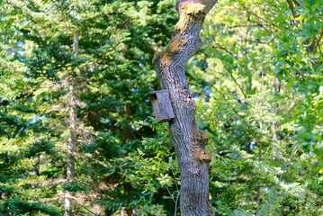 A Bird House in a forest on a sunny summer day. close up