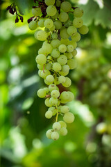 Biyo bağdaki üzüm. Stok fotoğraf.