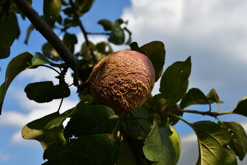 An apple affected by the disease, on a branch of an apple tree in the garden. A sick spoiled apple in close-up. Fruit rot (moniliosis) of fruit trees.