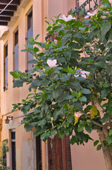 Blooming hibiscus tree on the street in Greece.