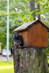 A rock pigeon sits near a food house in the summer in the park.