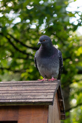 A rock pigeon sits near a food house in the summer in the park.
