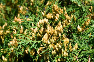 Green branches of thuja with yellow-golden small fruits-cones. Selective focus and blurred background.