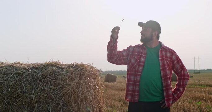 A general shot of a farmer in a red shirt who examines an ear of wheat against the background of the sun while standing in a field after harvesting wheat