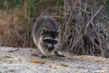 Raccoon holds food in its paws and eats.