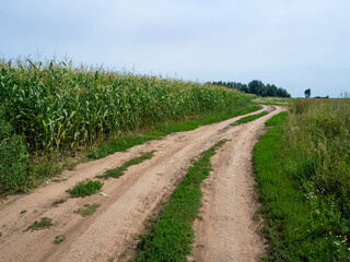 Fototapeta na wymiar A road along a cornfield on a sunny summer day.