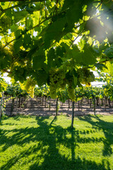 Fototapeta na wymiar Bunches of white wine muscat grapes ripening on vineyards near Terracina, Lazio, Italy